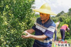 （乡村行·看振兴）广东蓝口镇：茶枝柑结出“黄